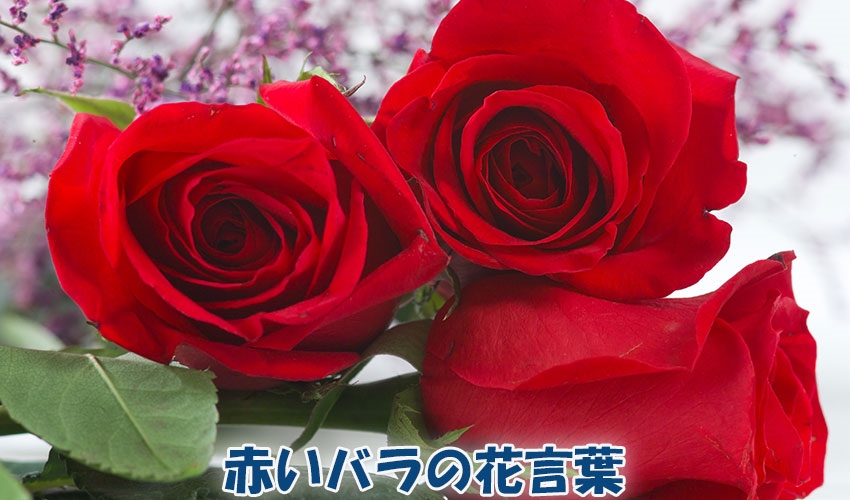 赤いバラの花言葉