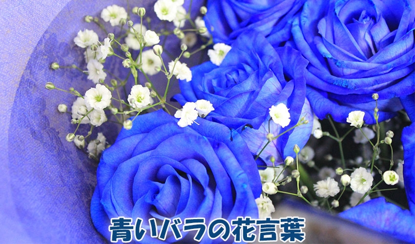 青いバラの花言葉