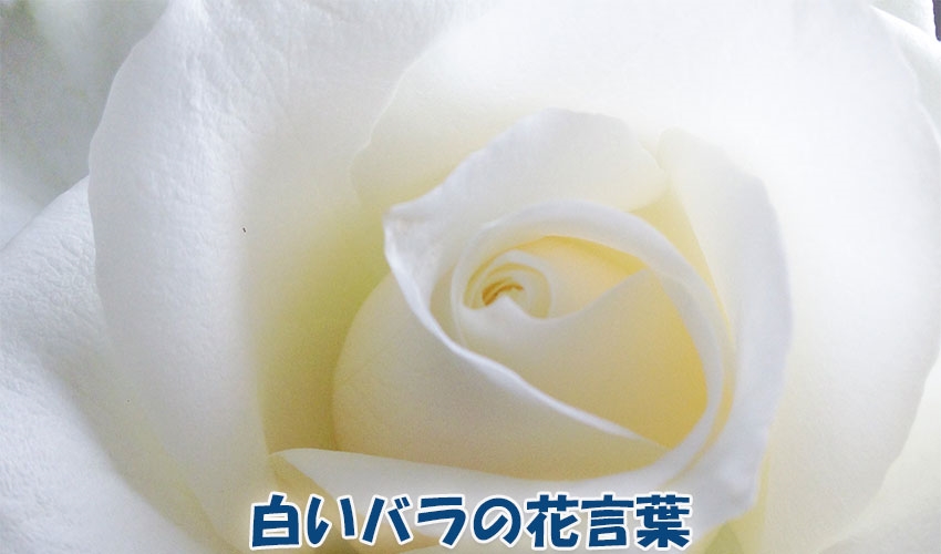 白いバラの花言葉