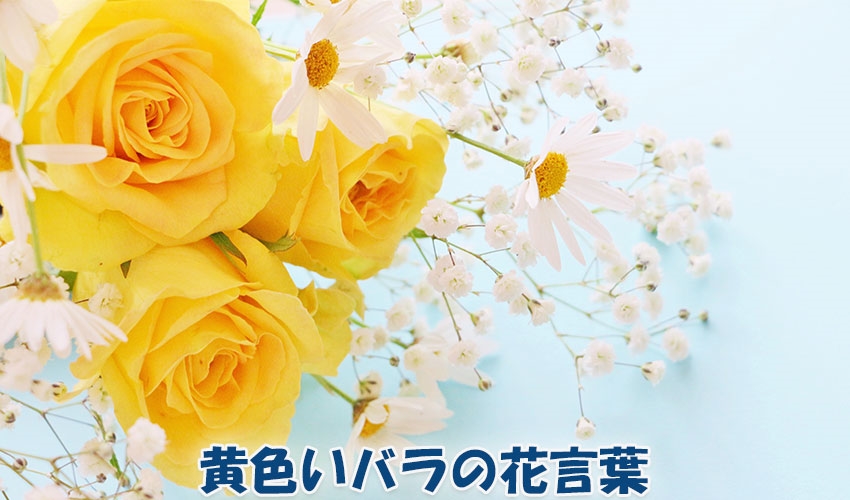 黄色いバラの花言葉