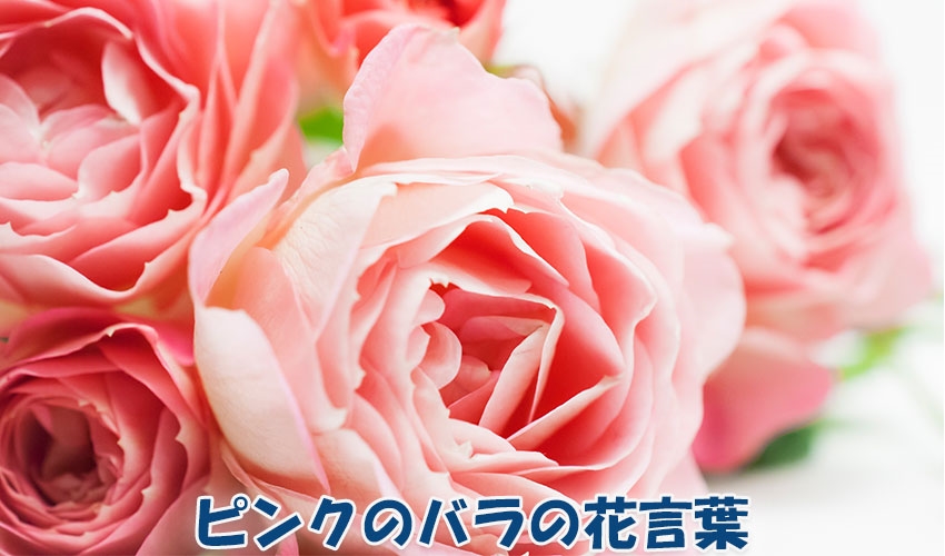 ピンクのバラの花言葉