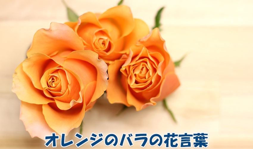 オレンジ色のバラの花言葉