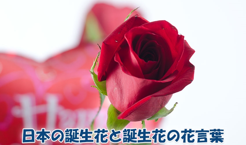 日本の誕生花と誕生花の花言葉