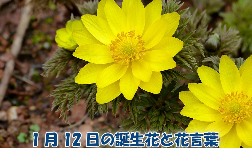 1月12日の誕生花と花言葉