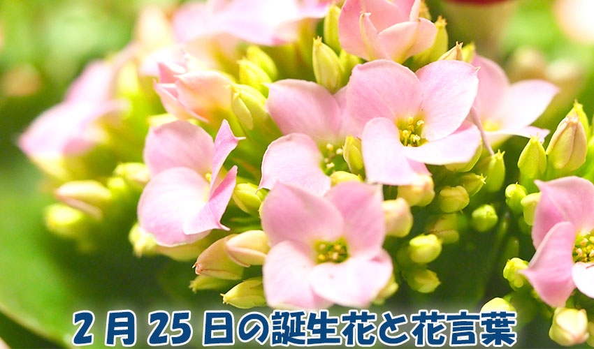 2月25日の誕生花と花言葉