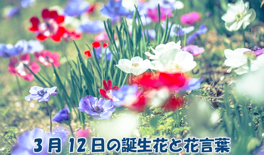 3月12日の誕生花と花言葉