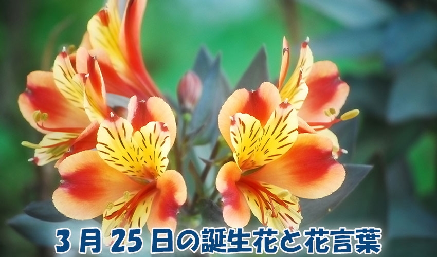 3月25日の誕生花と花言葉