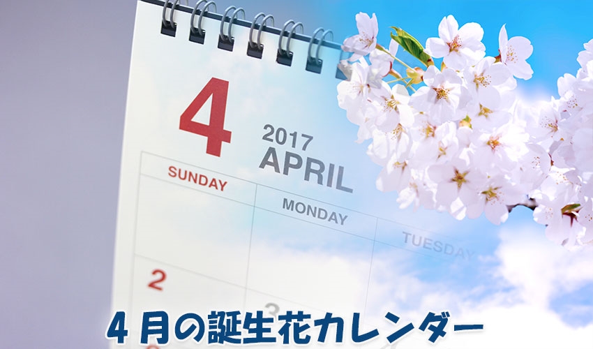 4月の誕生花カレンダー