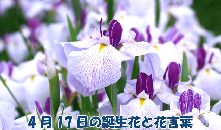 4月17日の誕生花と花言葉