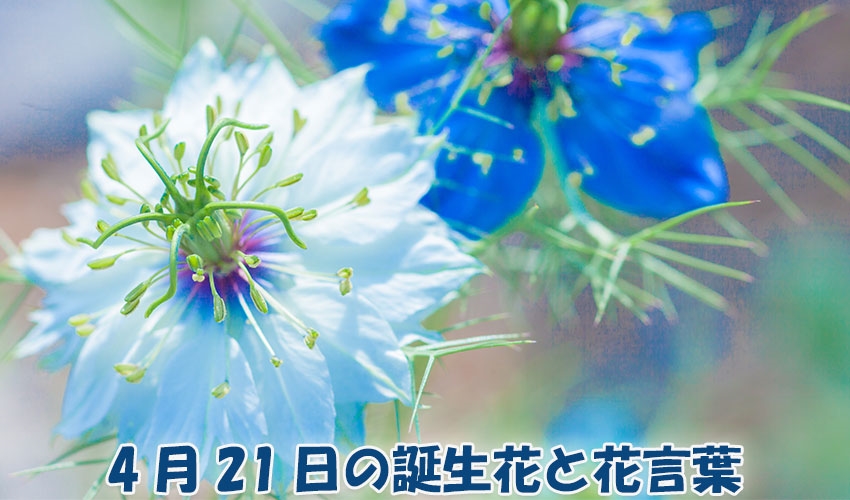 4月21日の誕生花と花言葉