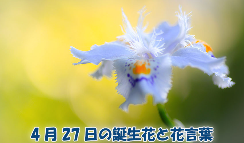 4月27日の誕生花と花言葉
