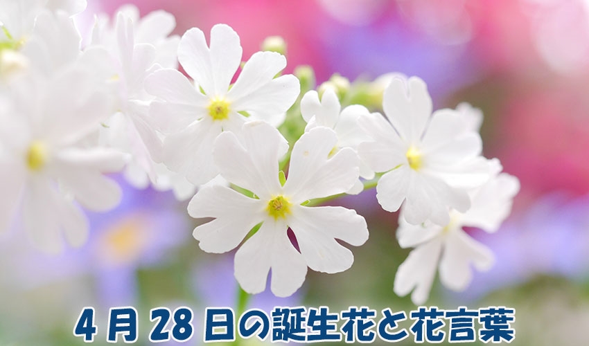 4月28日の誕生花と花言葉
