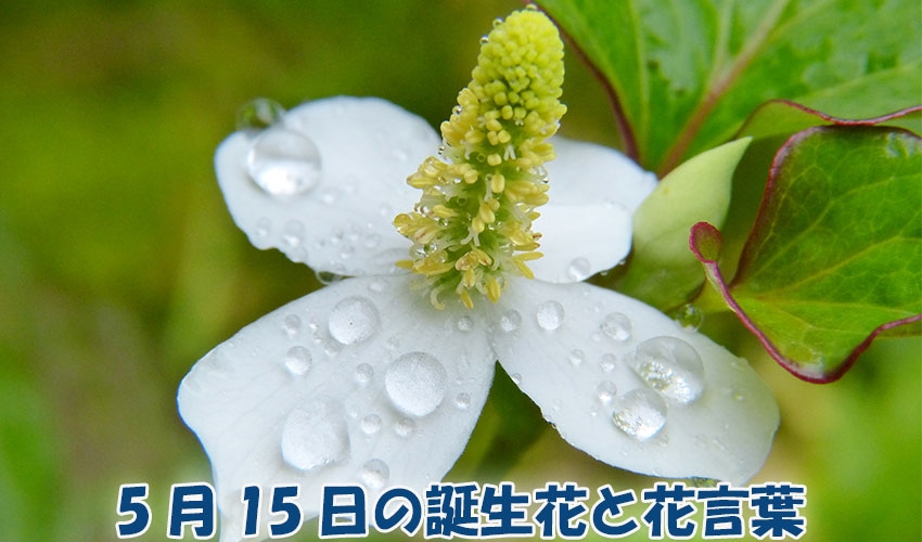 5月15日の誕生花と花言葉