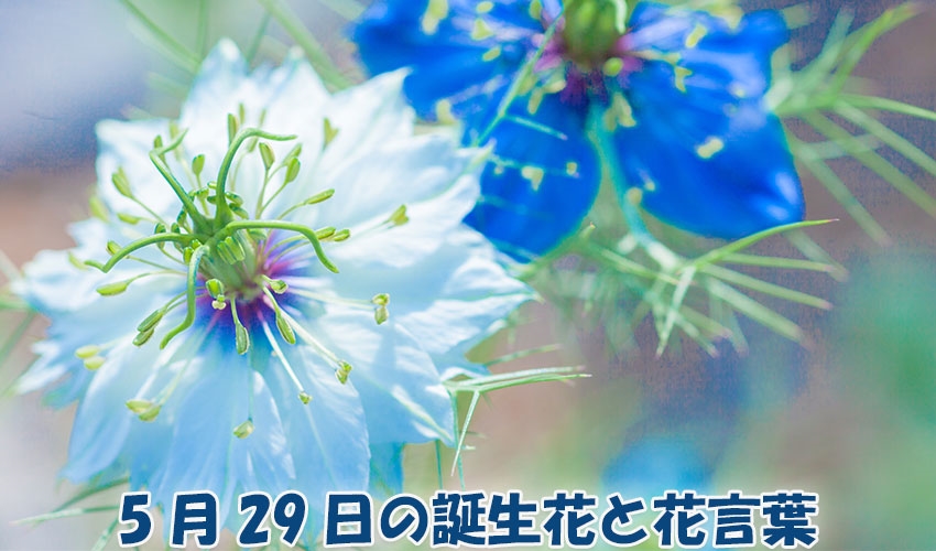 5月29日の誕生花と花言葉