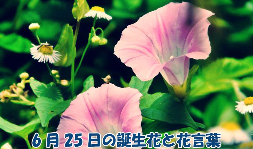 6月25日の誕生花と花言葉