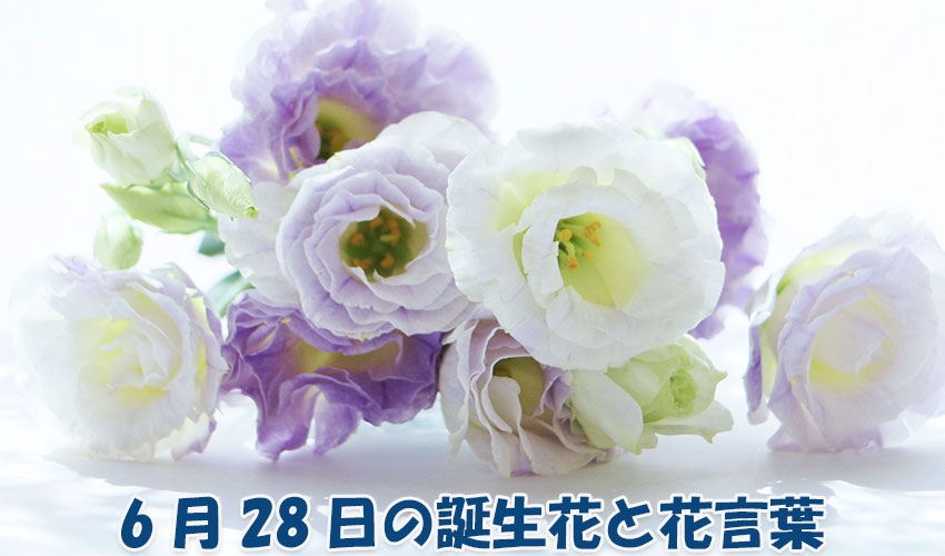 6月28日の誕生花と花言葉