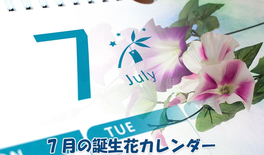 7月の誕生花カレンダー