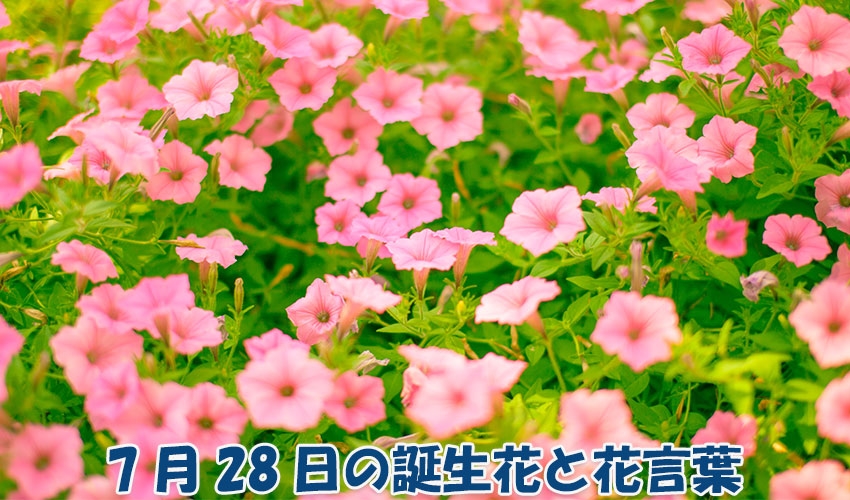 7月28日の誕生花と花言葉