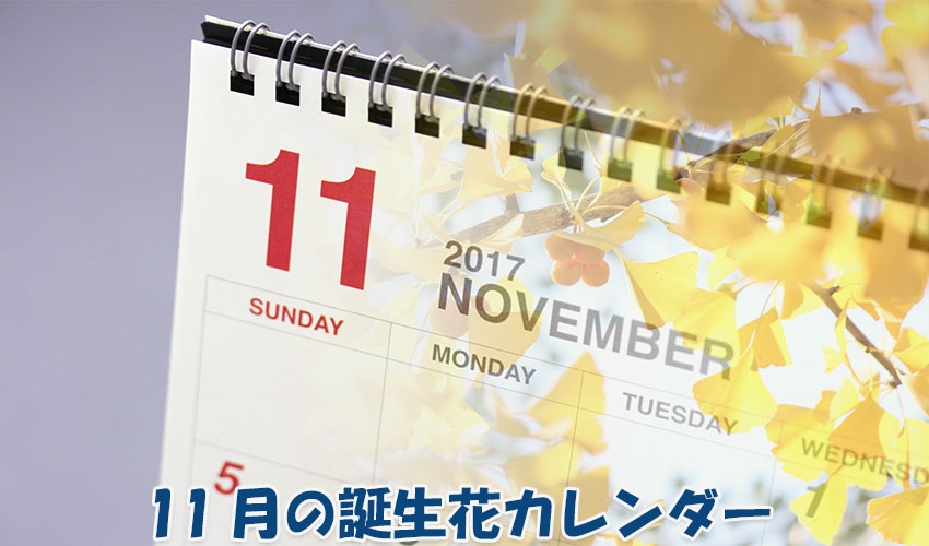 11月の誕生花カレンダー