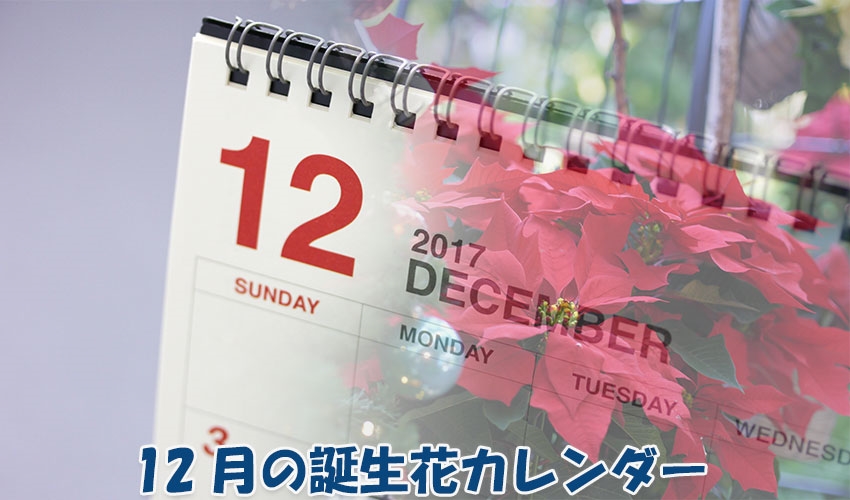 12月の誕生花カレンダー