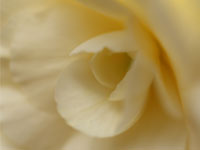 白いベージュ系のバラ