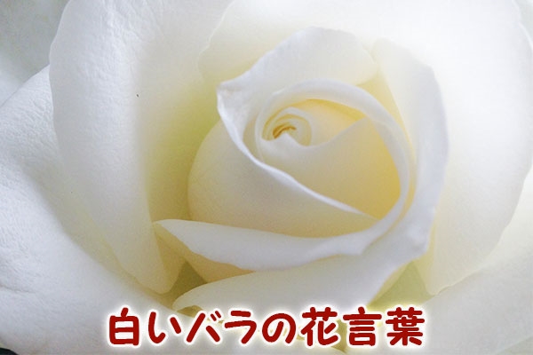 白いバラの花言葉