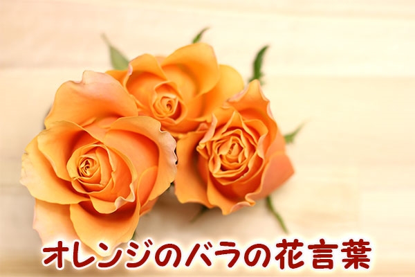 オレンジのバラの花言葉