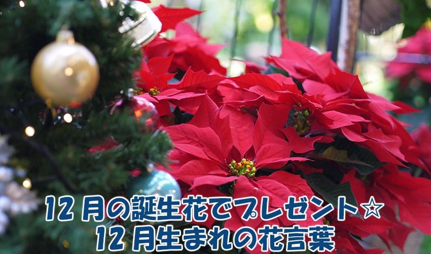 12月の誕生花でプレゼント☆12月生まれの花言葉
